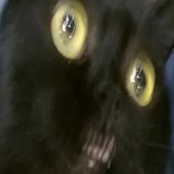 Broken Cats WhatsApp Sticker #12