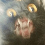 Broken Cats WhatsApp Sticker #15