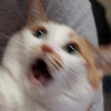 Broken Cats WhatsApp Sticker #19