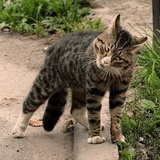 Broken Cats WhatsApp Sticker #2
