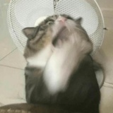 Broken Cats WhatsApp Sticker #22