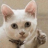 Broken Cats WhatsApp Sticker #3