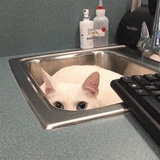 Broken Cats WhatsApp Sticker #8