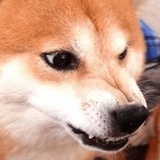 Broken Animals WhatsApp Sticker #13