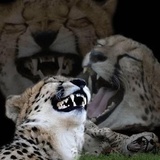 Broken Animals WhatsApp Sticker #22