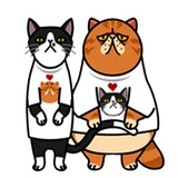 Fun Cat WhatsApp Sticker #4