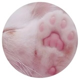Nice Cats WhatsApp Sticker #10