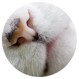 Nice Cats WhatsApp Sticker #12