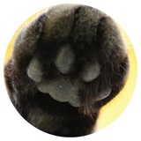 Nice Cats WhatsApp Sticker #2