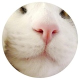 Nice Cats WhatsApp Sticker #3