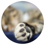 Nice Cats WhatsApp Sticker #4