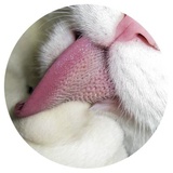 Nice Cats WhatsApp Sticker #5