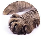 Nice Cats WhatsApp Sticker #6