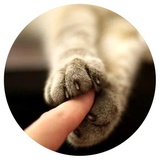 Nice Cats WhatsApp Sticker #9