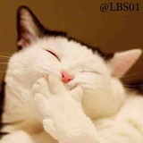 Cats WhatsApp Sticker #17