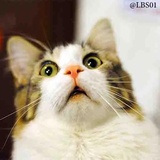 Cats WhatsApp Sticker #18