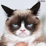 Cats WhatsApp Sticker #20