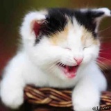 Cats WhatsApp Sticker #21
