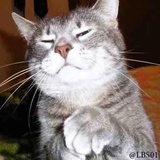 Cats WhatsApp Sticker #22