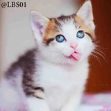 Cats WhatsApp Sticker #23