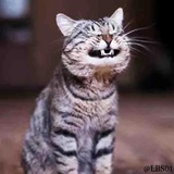 Cats WhatsApp Sticker #25