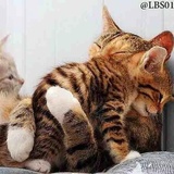 Cats WhatsApp Sticker #29