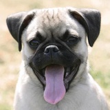 Funny Animals WhatsApp Sticker #12