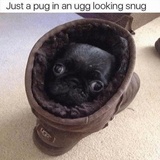Funny Animals WhatsApp Sticker #2