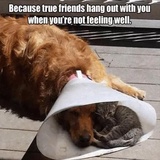 Funny Animals WhatsApp Sticker #23