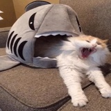 Funny Animals WhatsApp Sticker #24