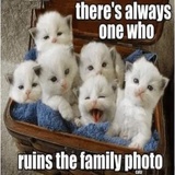 Funny Animals WhatsApp Sticker #28