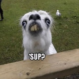 Funny Animals WhatsApp Sticker #4