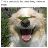Funny Animals WhatsApp Sticker #5