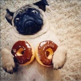 Funny Animals WhatsApp Sticker #9