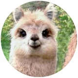 Happy Alpaca WhatsApp Sticker #13
