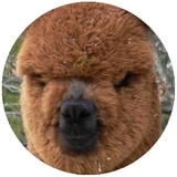 Happy Alpaca WhatsApp Sticker #17