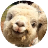 Happy Alpaca WhatsApp Sticker #19