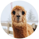 Happy Alpaca WhatsApp Sticker #26