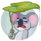 Koala Chuck WhatsApp Sticker #17