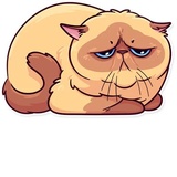 Meme Cats WhatsApp Sticker #19