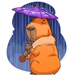 Mr. Capybara WhatsApp Sticker #17