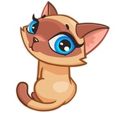 Siamese Kitty WhatsApp Sticker #12