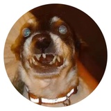 Stupid Dogs WhatsApp Sticker #29