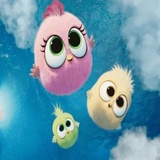 Angry Birds Photos WhatsApp Sticker #26