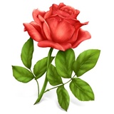 Congratulations WhatsApp Sticker #11