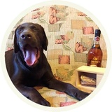 Chocolate Dog WhatsApp Sticker #10