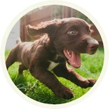 Chocolate Dog WhatsApp Sticker #18