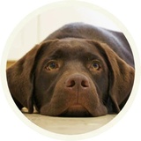 Chocolate Dog WhatsApp Sticker #2