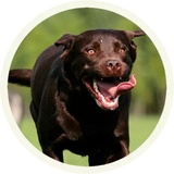 Chocolate Dog WhatsApp Sticker #6