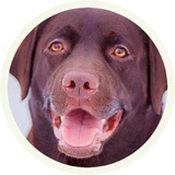 Chocolate Dog WhatsApp Sticker #7